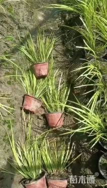 高度20厘米金叶石菖蒲