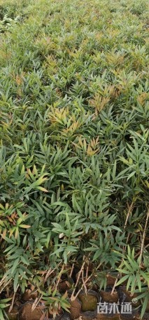 高度40厘米阔叶十大功劳小苗
