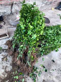 高度120厘米北海道黄杨