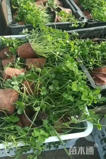 红花醡浆草