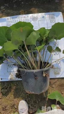 高度40厘米大吴风草