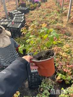 高度15厘米火焰南天竹