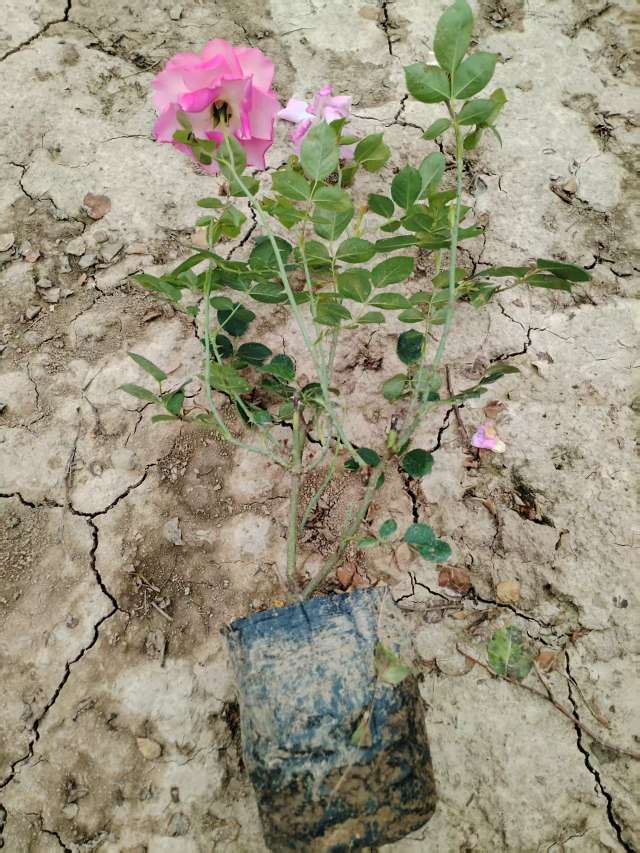 高度25厘米丰花月季