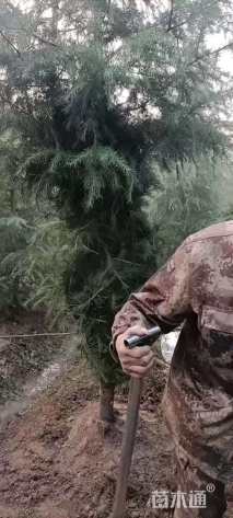 高度500厘米雪松