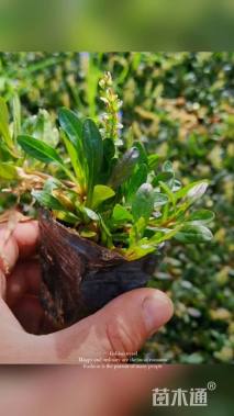 高度15厘米筋骨草