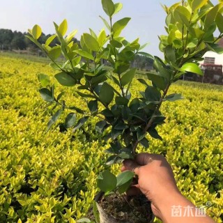 高度100厘米金森女贞小苗