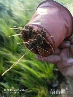 高度30厘米墨西哥羽毛草