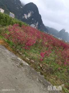 3公分碧桃