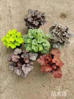 高度30厘米矾根