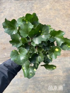 高度20厘米大吴风草