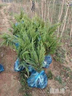 高度50厘米沙地柏