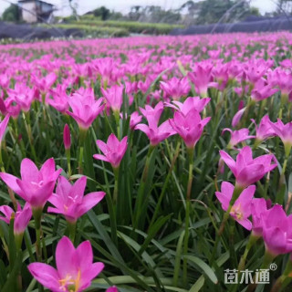 高度100厘米葱兰