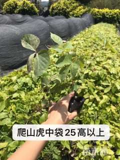 100厘米爬山虎