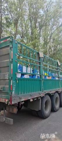 高度30厘米金山绣线菊