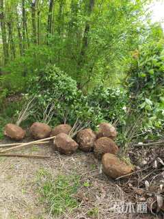 高度180厘米丛生桂花