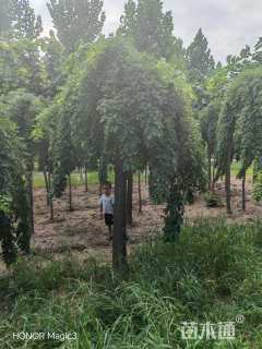 15公分龙爪槐