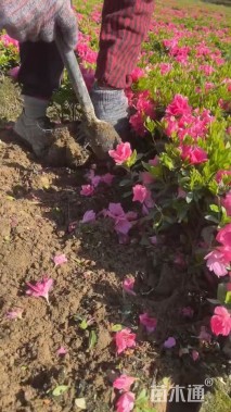 高度20厘米春鹃