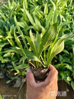 高度16厘米玉簪