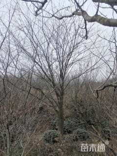 22公分日本早樱