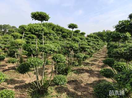 5公分造型小叶女贞