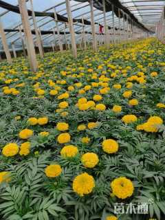 高度20厘米万寿菊