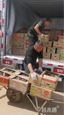 高度40厘米羽扇豆