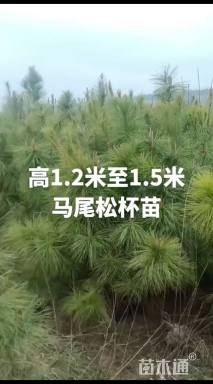 高度150厘米马尾松