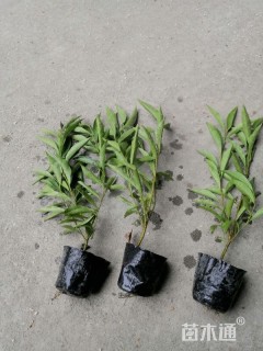 高度20厘米鸳鸯茉莉