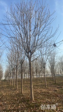 15公分七叶树