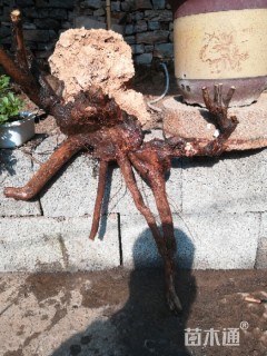 高度10厘米黄荆