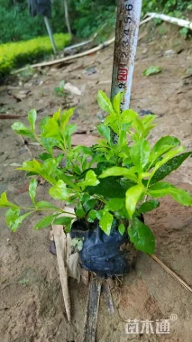 高度20厘米黄叶假连翘