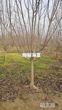 5公分绚丽海棠
