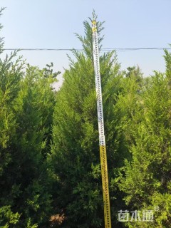 高度150厘米蜀桧