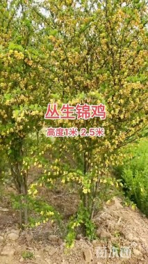 高度80厘米锦鸡儿