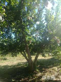 高度300厘米石榴