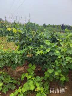 200厘米葡萄