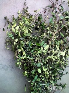 高度40厘米薜荔