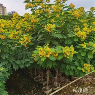 10公分黄花槐