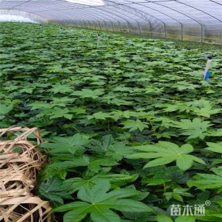 高度25厘米八角金盘小苗