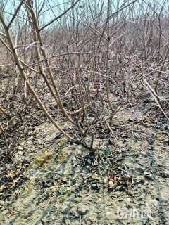 高度1厘米密枝红叶李