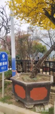 高度350厘米连翘