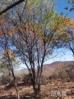 10公分暴马丁香