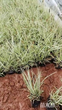 高度20厘米金叶苔草