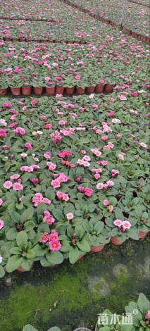 高度8厘米报春花