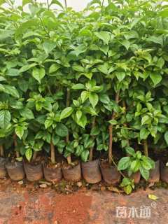 高度20厘米三角梅