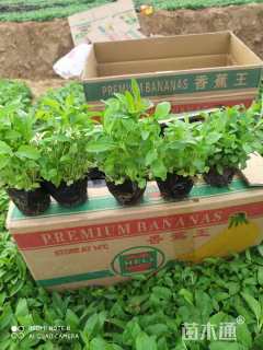 高度20厘米婆婆纳