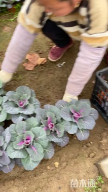 高度19厘米羽衣甘蓝