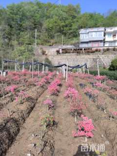 3公分造型红花勒杜鹃