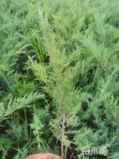 高度45厘米沙地柏