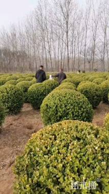 冠幅150厘米朝鲜黄杨球